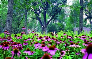 北京城市總規落地 新建城市森林公園服務市民