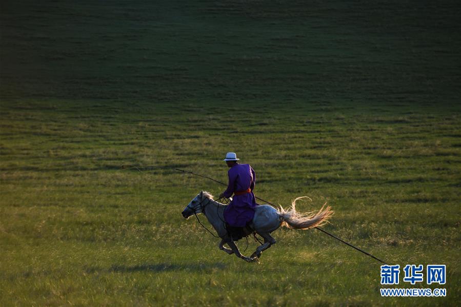 內蒙古西烏珠穆沁旗：皎皎白馬奔馳草原