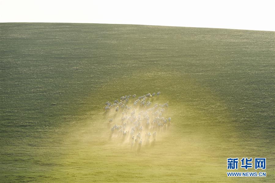 內蒙古西烏珠穆沁旗：皎皎白馬奔馳草原