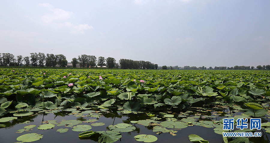 沈阳仙子湖：夏日赏荷正当时