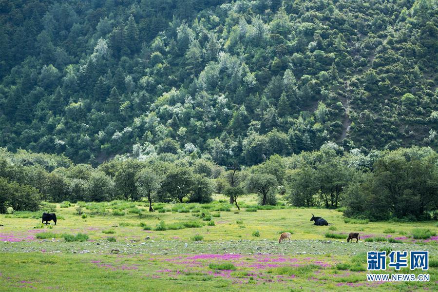 “綠水青山是我們共同的飯碗”——雲南迪慶藏區普達措國家公園村民的“生態轉身”
