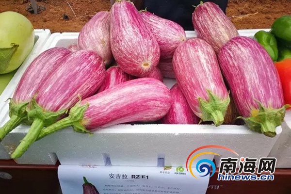 【食品農業圖文列表】【即時快訊】全省冬季瓜菜新品種示範現場觀摩會在昌江舉行