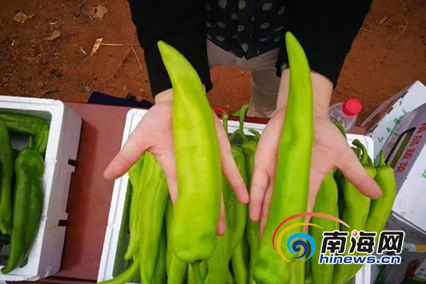 【食品農業圖文列表】【即時快訊】全省冬季瓜菜新品種示範現場觀摩會在昌江舉行