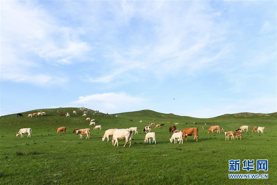 锡林郭勒草原夏日美景