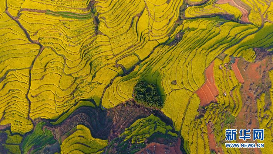 云南罗平:油菜花海美如画