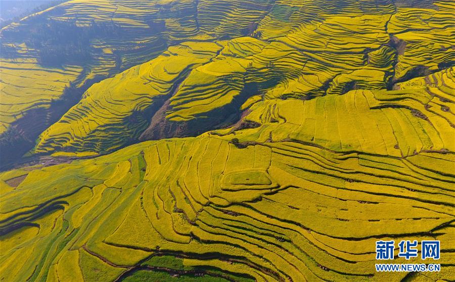 云南罗平:油菜花海美如画