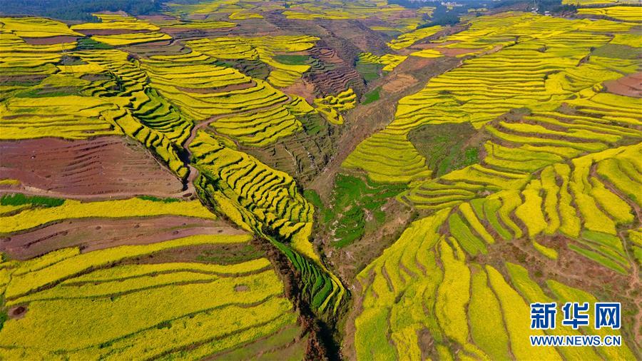 云南罗平:油菜花海美如画