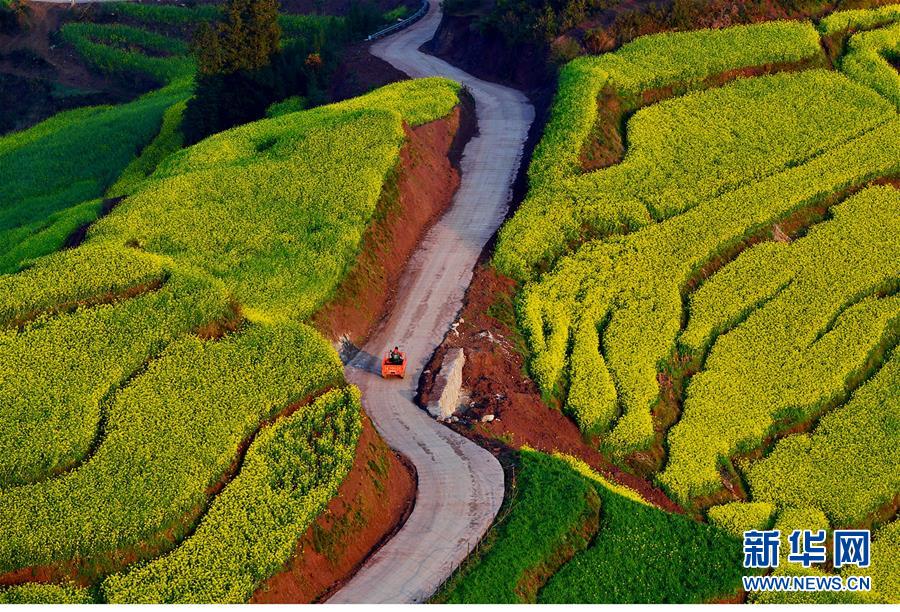 云南罗平:油菜花海美如画