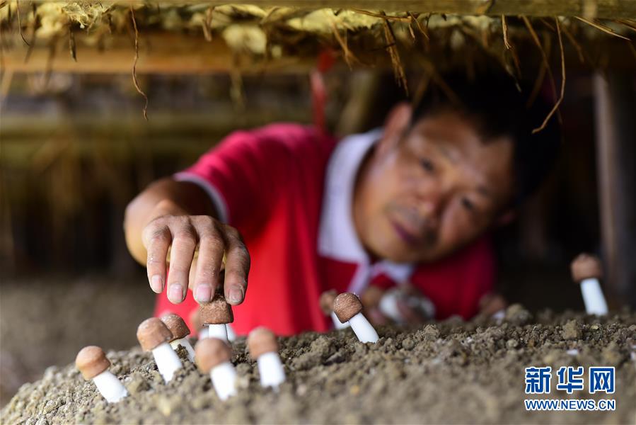 貴州丹寨：大棚菌喜獲豐收