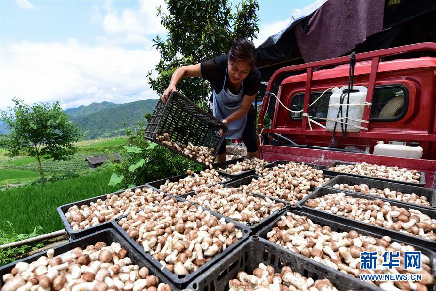 貴州丹寨：大棚菌喜獲豐收
