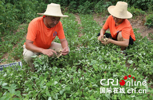 【河南在线-文字列表】【移动端-文字列表】河南宝丰气象部门冒酷暑高温 深入田间为农服务