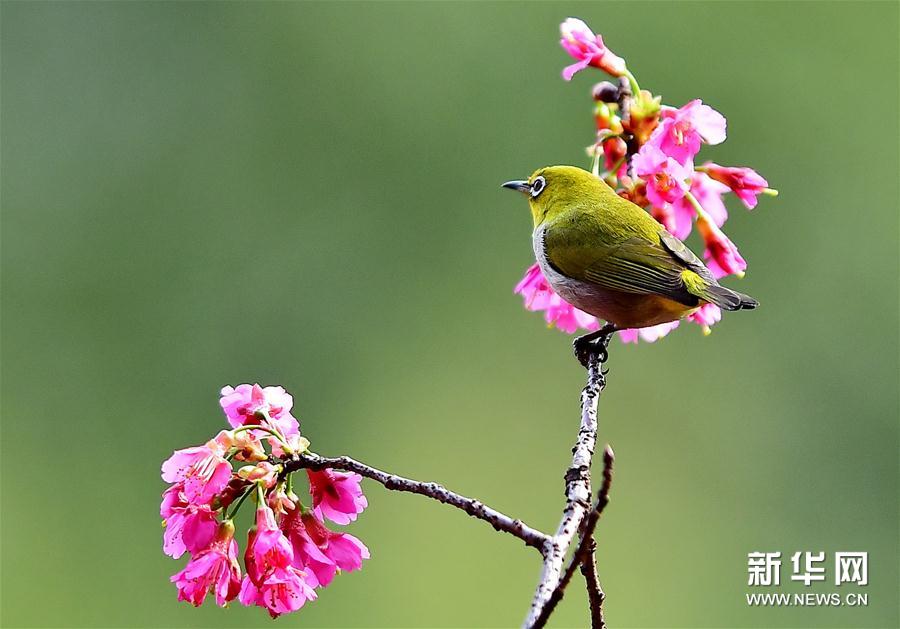 厦门：绣眼鸟闹枝头 低声嘁嘁喳喳