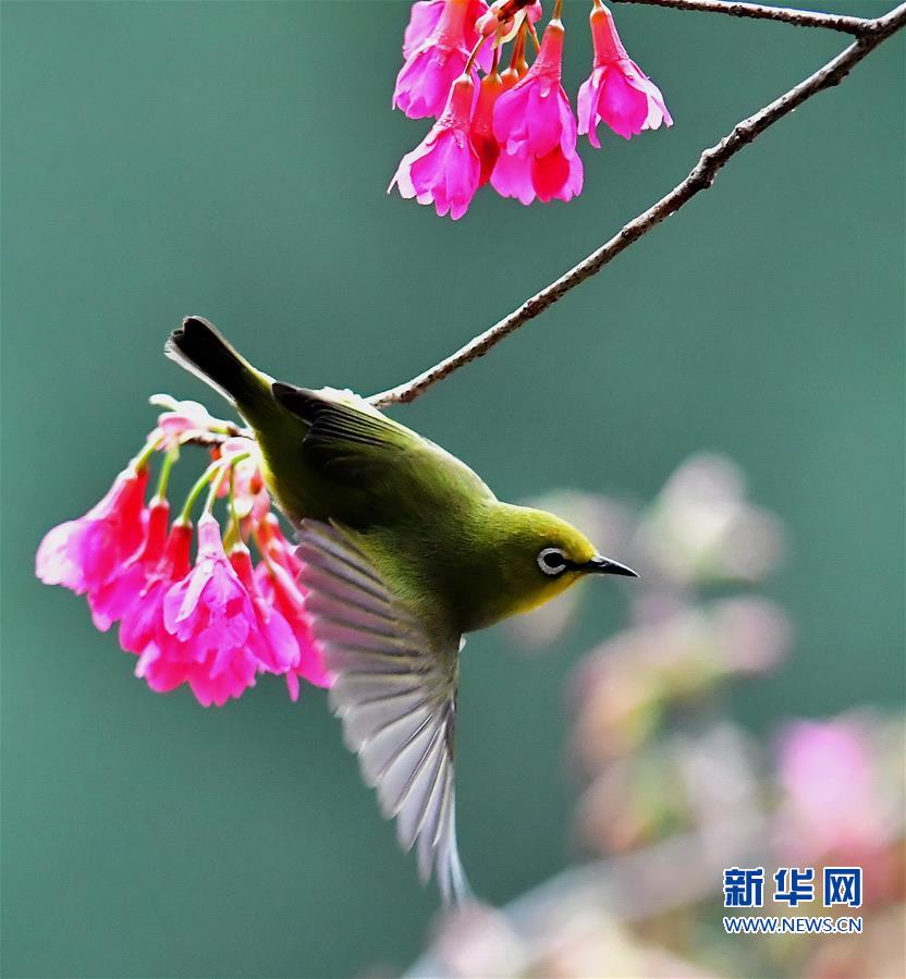 廈門：繡眼鳥鬧枝頭 低聲嘁嘁喳喳