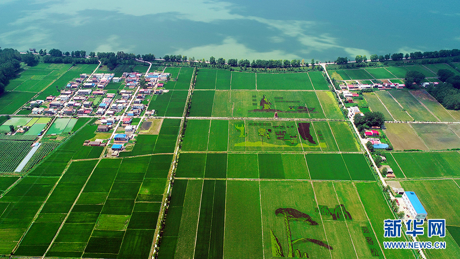 安徽淮南：航拍 天空之眼看大地 稻田画卷更靓丽