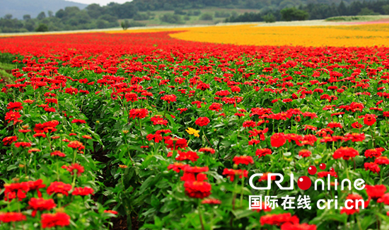 世茂2018中国长春首届花海艺术节7月28日开幕