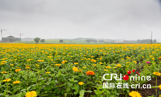 大片的百日草綻放。_fororder_大片的百日草綻放。