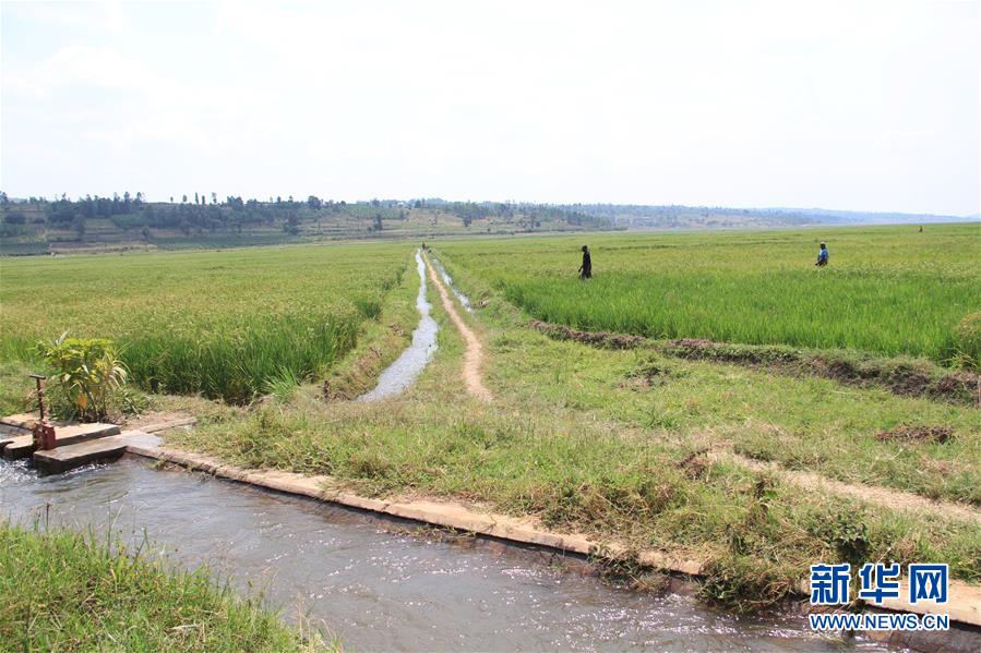 中國企業助力盧旺達農田水利建設