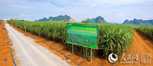 广西江州：甘蔗“吃干榨尽”走出循环经济发展路子