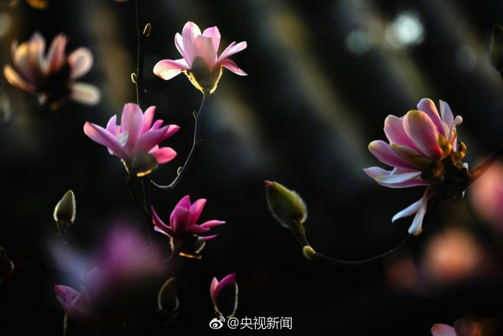 陕西400余年古旱莲花开(组图)