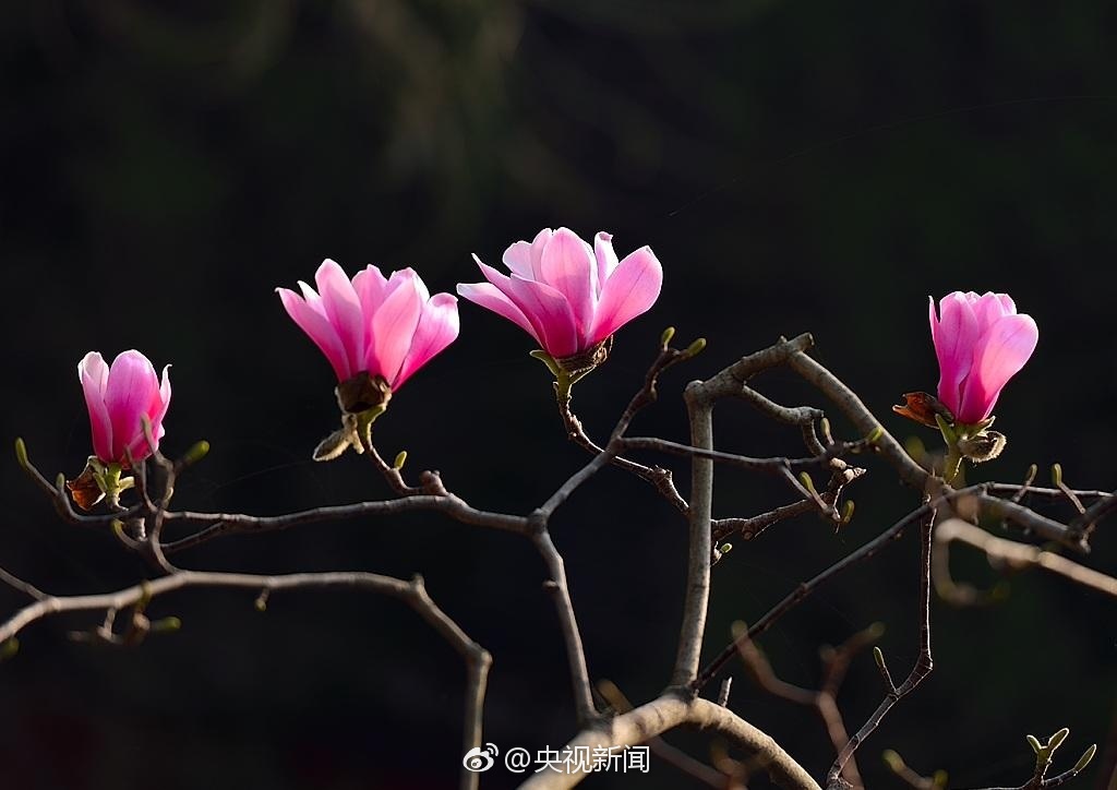 陕西400余年古旱莲花开(组图)