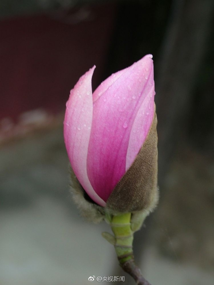 陕西400余年古旱莲花开(组图)