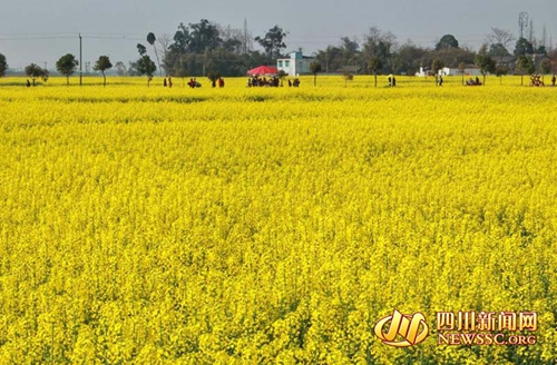 万亩花田助力乡村振兴