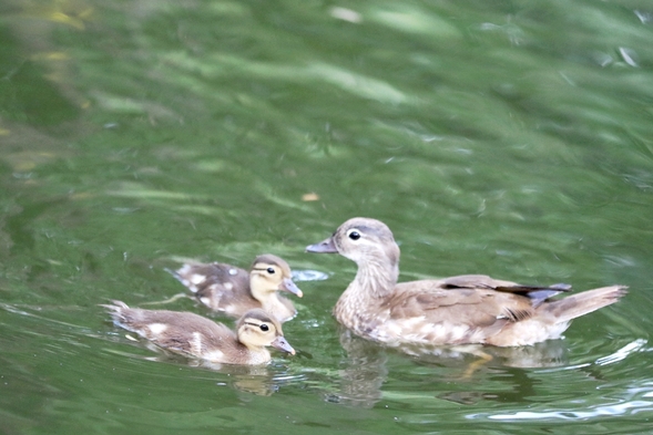 哈爾濱兆麟公園出生小鴛鴦達到148隻