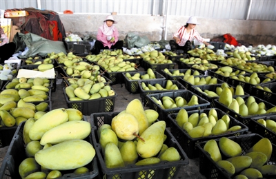 【食品農業】【即時快訊】三亞芒果直銷全國百個城市 遠銷等海外市場