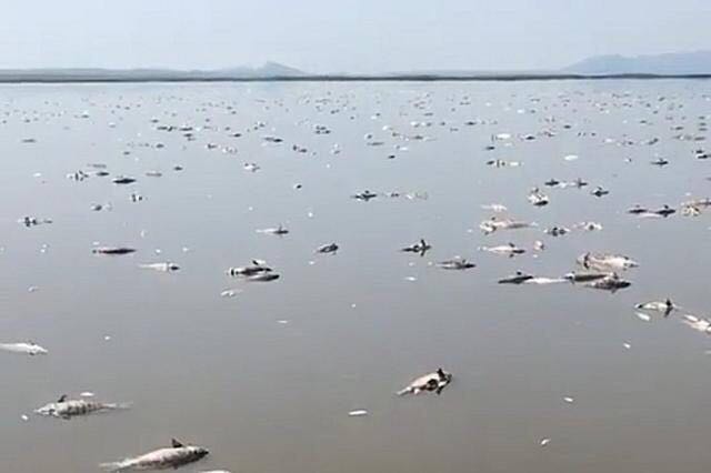瀋陽獾子洞水庫5萬斤魚被“熱”死
