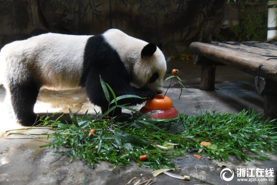 杭州動物園熊貓“成就”和“雙好”迎來四週歲生日