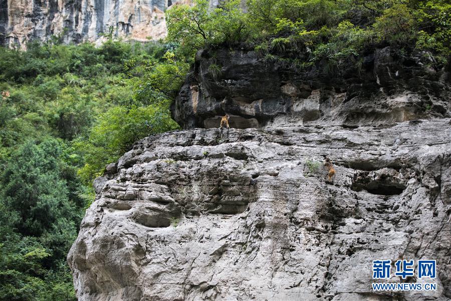 小三峡闻“猿啼声”