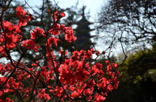 【旅游大文字】方塔园桃花海棠盛开春色满园