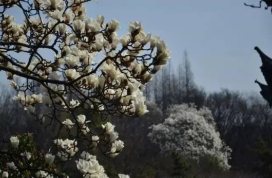 【旅游大文字】方塔园桃花海棠盛开春色满园