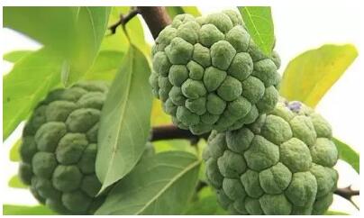 带上这份地图 吃遍台湾好吃的水果