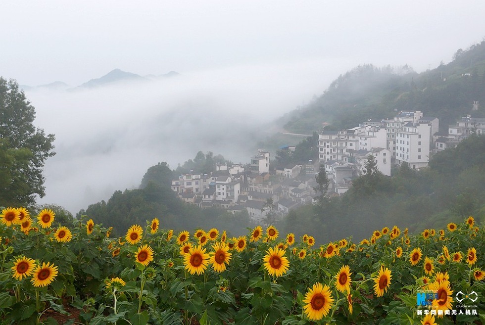 航拍安徽：石潭云海山中绕 葵花盛开竞妖娆