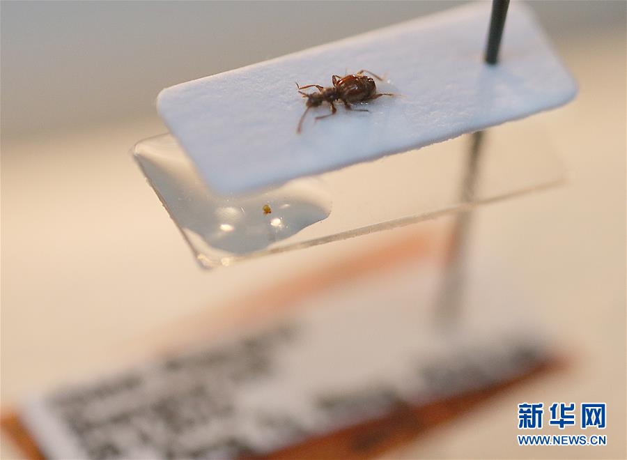 【焦點圖】上海動物園發現新物種“西郊公園毛角蟻甲”