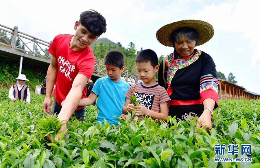 福建瑪坑鄉：茶旅結合 助農增收