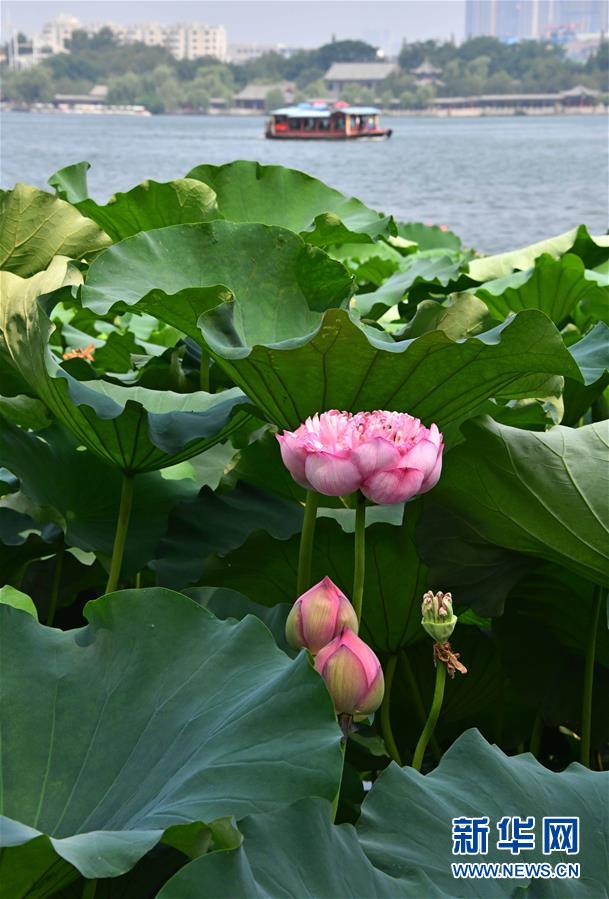 济南大明湖夏日荷花盛开