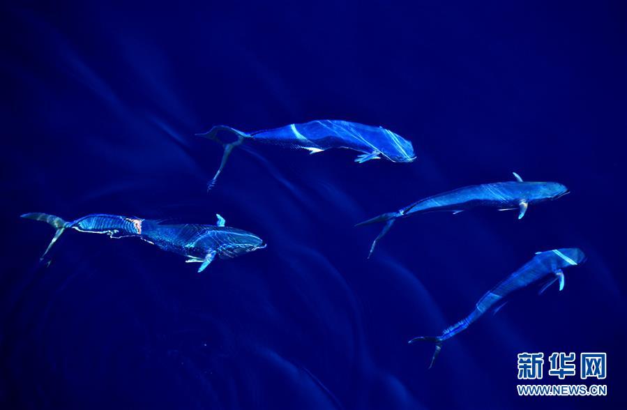 碧海扬波 “鲯鳅”曼舞——南海的春天印象