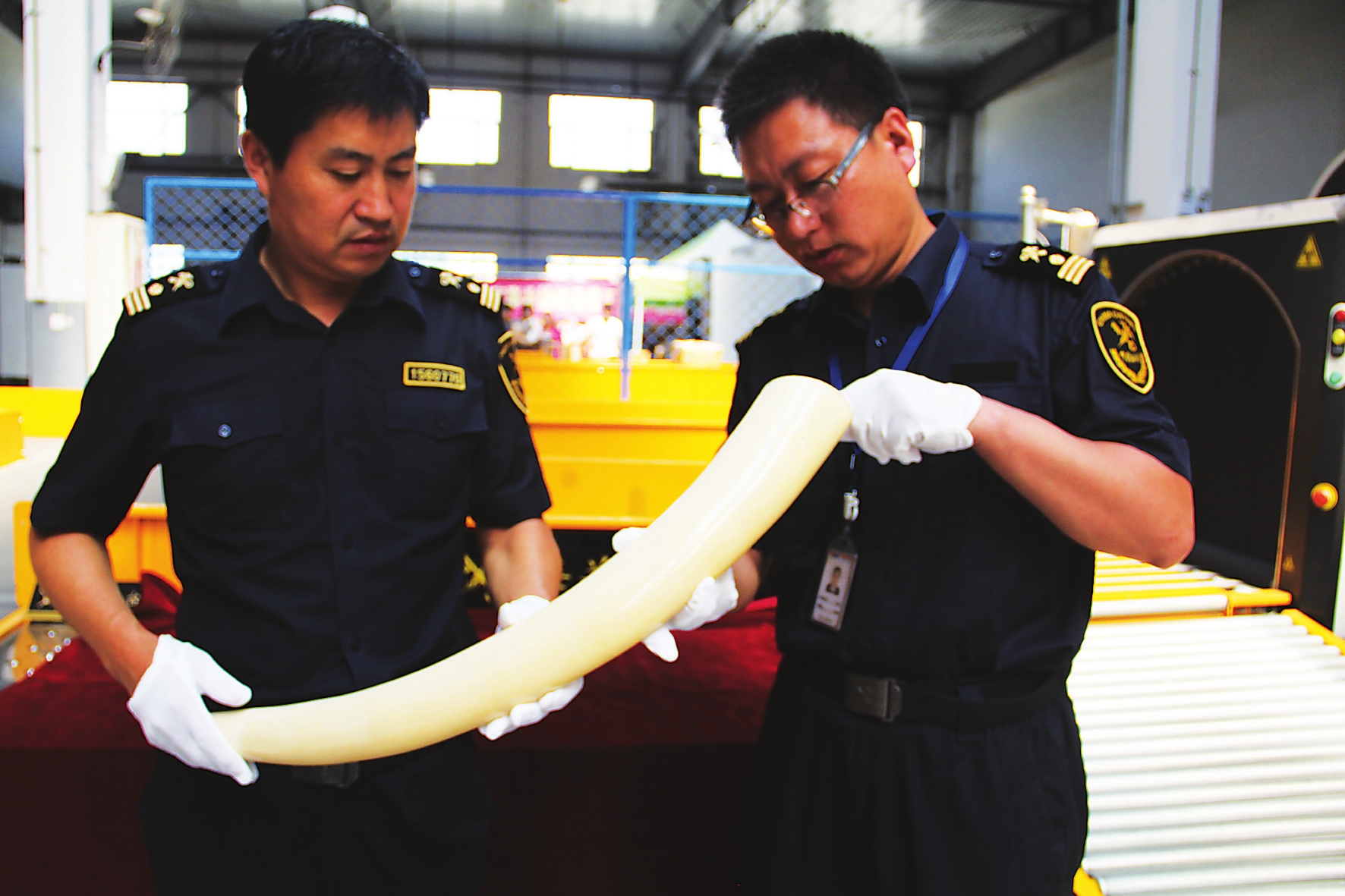 长春海关首次在邮递渠道查获整根象牙