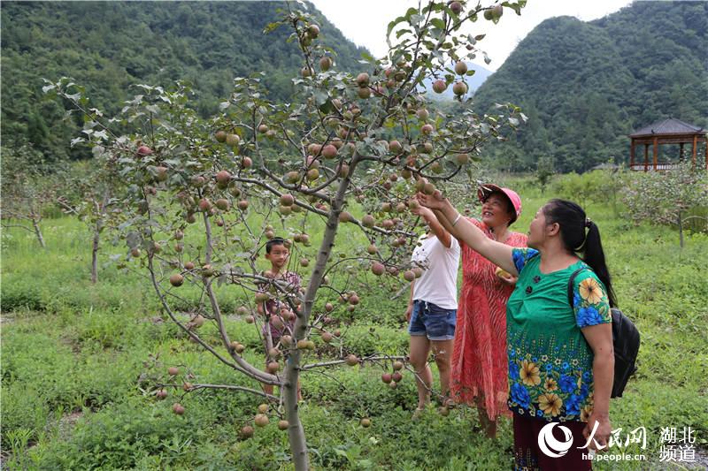 湖北鹤峰：生态农业观光园撑起易地搬迁户“致富伞”