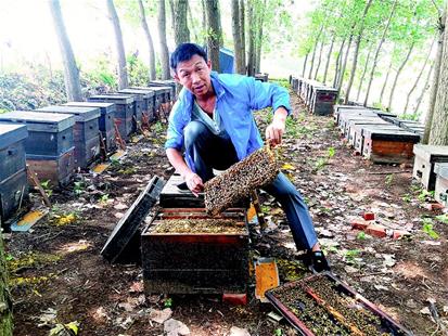 鄂州蜂農致富領頭人帶著鄉親追花逐蜜