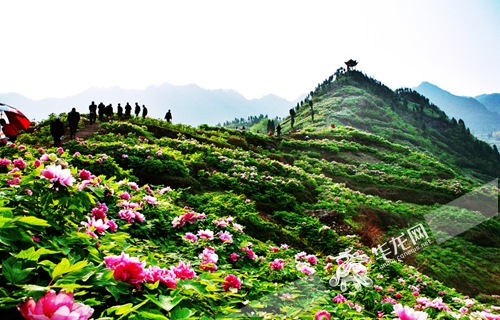 【區縣聯動】墊江牡丹含苞待放 週末約會“牡丹仙子”【區縣聯動】墊江牡丹含苞待放 來約會“牡丹仙子” 【區縣聯動】墊江牡丹含苞待放 週末約會“牡丹仙子”【區縣聯動】墊江牡丹含苞待放 來約會“牡丹仙子”