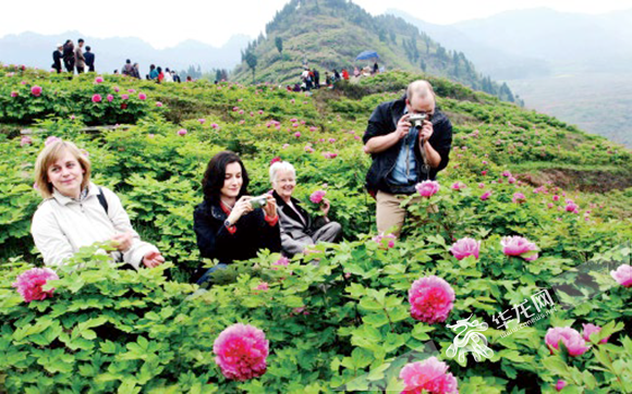 【區縣聯動】墊江牡丹含苞待放 週末約會“牡丹仙子”【區縣聯動】墊江牡丹含苞待放 來約會“牡丹仙子” 【區縣聯動】墊江牡丹含苞待放 週末約會“牡丹仙子”【區縣聯動】墊江牡丹含苞待放 來約會“牡丹仙子”