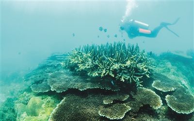 【评论】【即时快讯】陵水分界洲岛珊瑚礁：从伤痕累累到繁荣绚丽