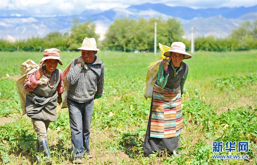 西藏日喀则“萝卜小镇”喜获丰收