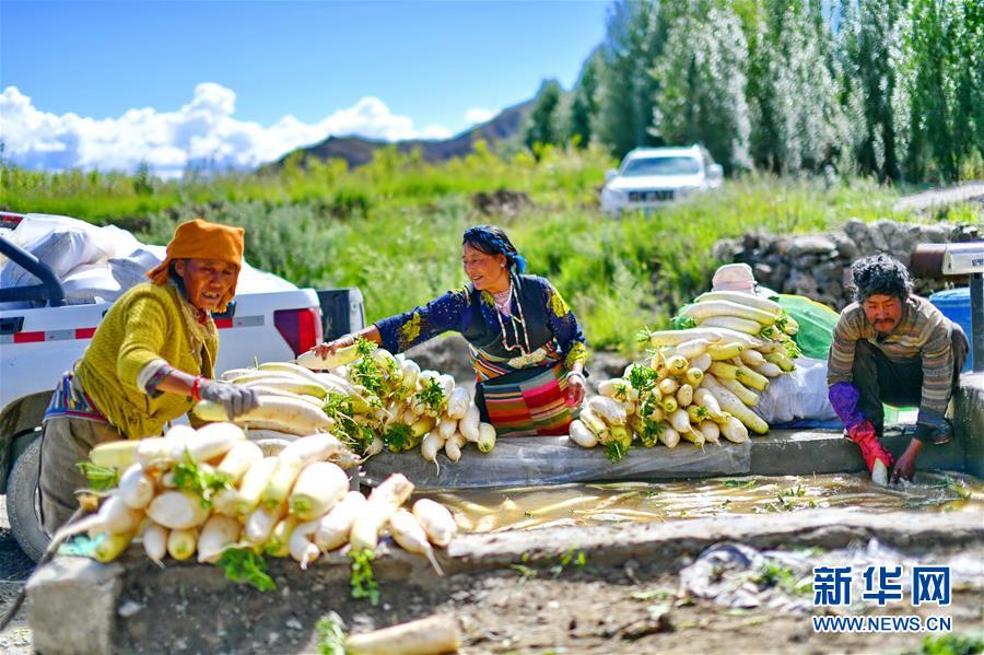 西藏日喀則“蘿蔔小鎮”喜獲豐收