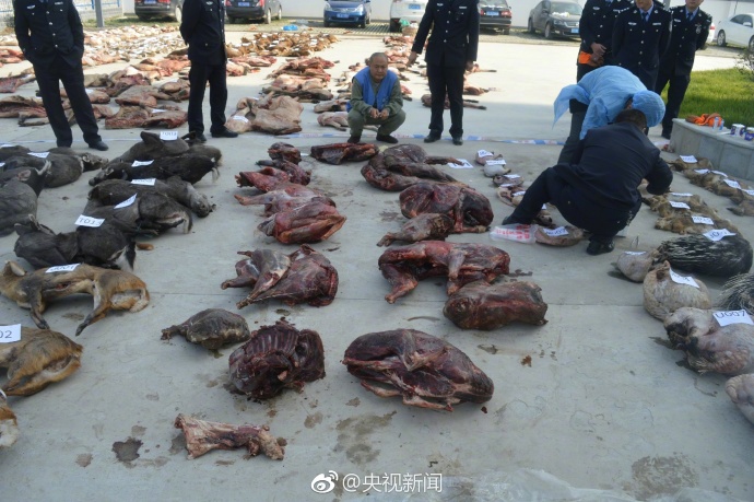 不法分子猎杀千只野生动物被捕(组图)