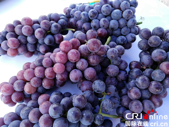 貴州思南精品水果進入成熟期成“甜蜜産業”
