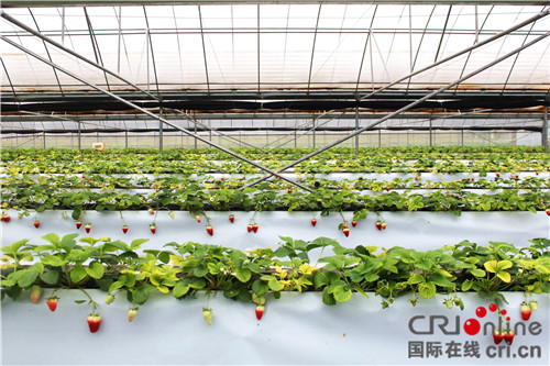 【CRI專稿列表】重慶榮昌區農業水價綜合改革 助力特色農業提質增收 【CRI專稿列表】重慶榮昌區農業水價綜合改革 助力特色農業提質增收